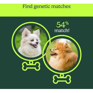 Ancestry Breed Identification Dog DNA Test Kit