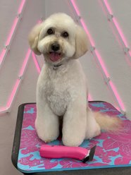 Andis Emerge RDLC LI with 30W Blade Dog Clipper, Pink slide 2 of 7