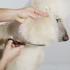 Andis Premium Curved Shear, 8", Right Handed slide 2 of 3