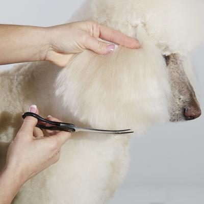 Show full view: Andis Premium Curved Shear, 8", Right Handed slide 2 of 4