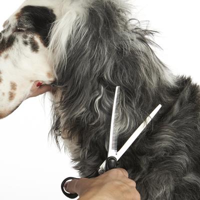 Show full view: Andis Premium Thinning Shear, 6.5", Right Handed slide 2 of 5