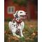 Show in main carousel: Angel Athens Rhinestone Standard Dog Collar, Red, 20 x 1-in slide 4 of 7