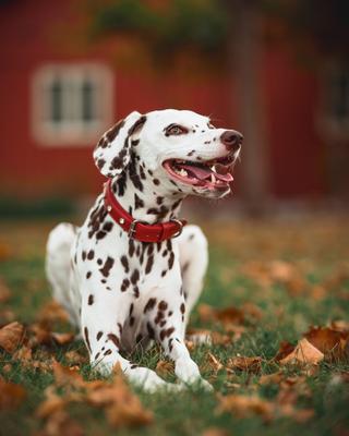 Show full view: Angel Athens Rhinestone Standard Dog Collar, Red, 20 x 1-in slide 4 of 7