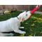 Show in main carousel: Angel Freedom Tug 1-Handle Tough Dog Tug Toy, Red slide 6 of 6