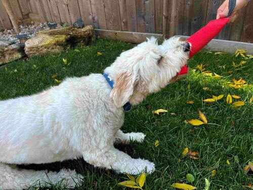 Show full view: Angel Freedom Tug 1-Handle Tough Dog Tug Toy, Red slide 6 of 6