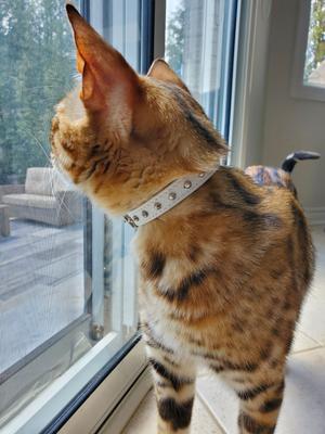 Show full view: Angel Studded Standard Cat Collar, White, 12 x 1/2-in slide 5 of 8
