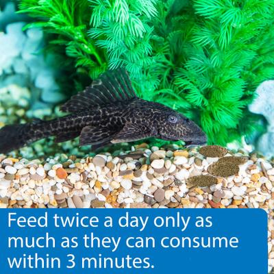 Show full view: API Algae Eater Wafers Fish Food, 3.7-oz bottle slide 4 of 9
