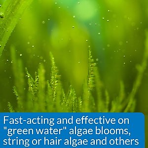API Algaefix Algae Control Aquarium Solution, 16-fl oz bottle