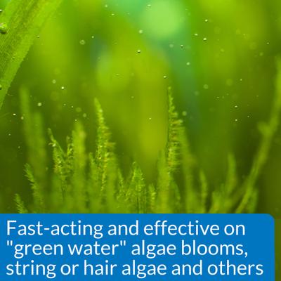 Show full view: API Algaefix Algae Control Aquarium Solution, 8-fl oz bottle slide 4 of 9