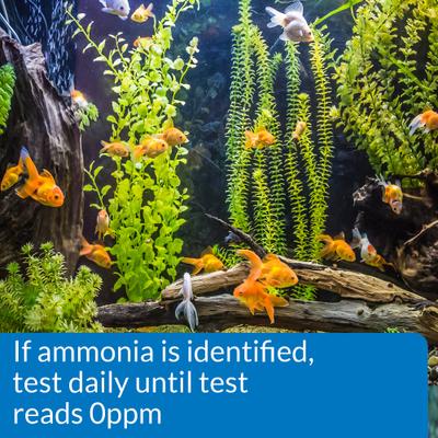 Show full view: API Ammonia NH3/NH4 Freshwater & Saltwater Aquarium Test Strips, 25 count slide 4 of 7