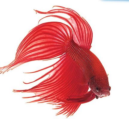 Show full view: API Bettafix Antibacterial & Antifungal Betta Fish Infection Remedy, 1.7-oz bottle slide 3 of 9