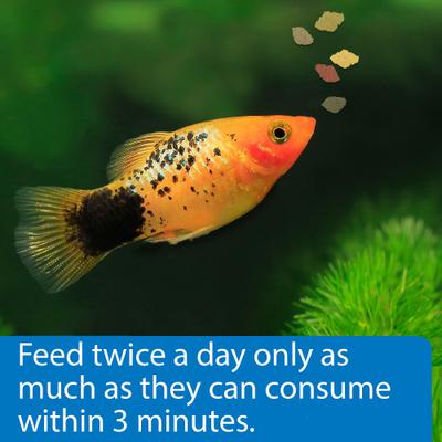 API Flakes Tropical Fish Food, .36-oz bottle - Chewy.com