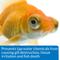 Show in main carousel: API Goldfish Care Pack Aquarium Water Conditioner, 1.25-fl oz bottle slide 5 of 8