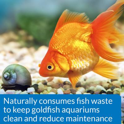 Show full view: API Goldfish Protect Aquarium Water Conditioner, 4-fl oz bottle slide 4 of 8