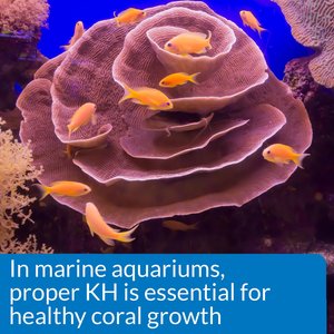 API KH Carbonate Hardness Fresh & Salt Water Aquarium Test Kit