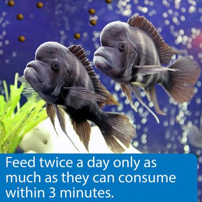 Show full view: API Large Floating Pellets Cichlid Fish Food, 7.1-oz bottle slide 4 of 8