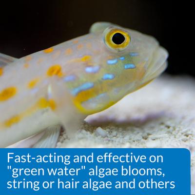 Show full view: API Marine ALGAEFIX Algae Control 16-fl oz bottle slide 6 of 9