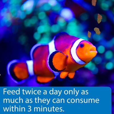 Show full view: API Marine Optimal Protein Flakes Fish Food, 2.1-oz bottle slide 4 of 8