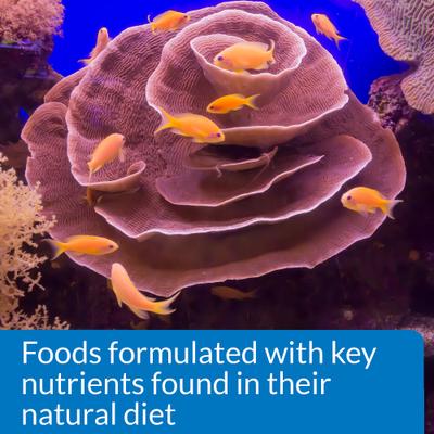 Show full view: API Marine Optimal Protein Flakes Fish Food, 2.1-oz bottle slide 6 of 8