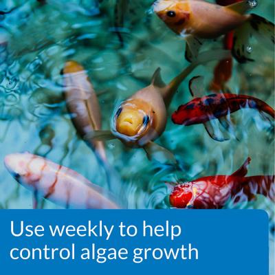 Show full view: API Pond Algaefix Algae Control Solution, 64-fl oz bottle slide 3 of 8