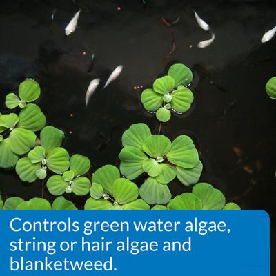 Show full view: API Pond Algaefix Algae Control Solution, 64-fl oz bottle slide 4 of 8