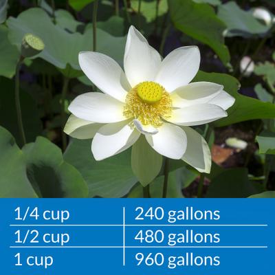 Show full view: API Pond Ammo-Lock Pond Water Ammonia Detoxifier, 64-oz bottle slide 7 of 8