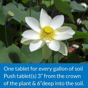 API Pond Aquatic Plant Food Tablets, 25 count