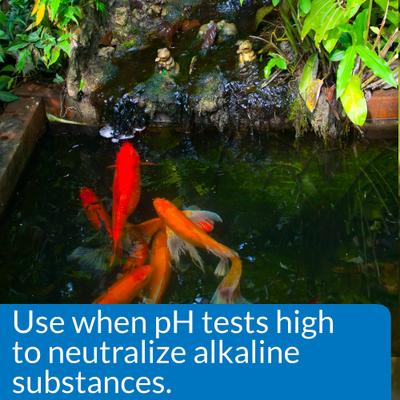 Show full view: API Pond pH Down Pond Water pH Reducing Solution, 16-oz bottle slide 3 of 6