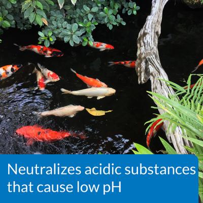 Show full view: API Pond pH Up Pond Water pH Raising Solution, 16-oz bottle slide 4 of 6