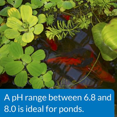 Show full view: API Pond pH Up Pond Water pH Raising Solution, 16-oz bottle slide 5 of 6
