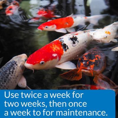 Show full view: API Pondcare Microbial Algae Clean Green Water Biological Inhibitor, 1-gal bottle slide 3 of 7