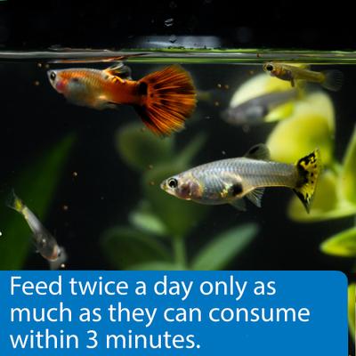 Show full view: API Sinking Mini Pellets Tropical Fish Food, 1.7-oz bottle slide 4 of 9