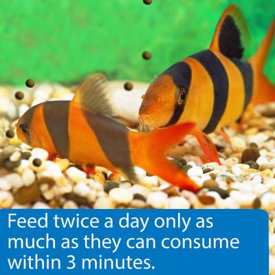 Show full view: API Sinking Squid Pellets Bottom Feeder Fish Food, 7.9-oz bottle slide 4 of 9