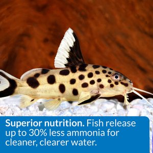 API Sinking Squid Pellets Bottom Feeder Fish Food, 7.9-oz bottle