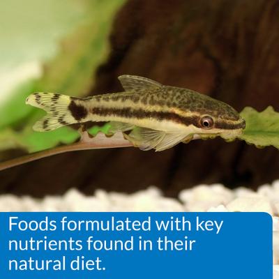 Show full view: API Sinking Squid Pellets Bottom Feeder Fish Food, 7.9-oz bottle slide 6 of 9