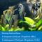 Show in main carousel: API Stress Zyme Freshwater & Saltwater Aquarium Water Cleaner, 1-fl oz bottle slide 6 of 9