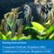 Show in main carousel: API Stress Zyme Freshwater & Saltwater Aquarium Water Cleaner, 1-gal bottle slide 6 of 9