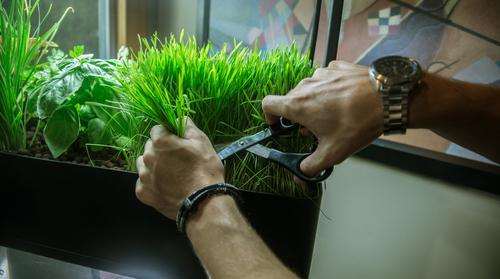 Show full view: AquaSprouts Garden Self-Sustaining Desktop Aquarium Aquaponics Ecosystem, 10-gal slide 4 of 11