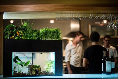 Show full view: AquaSprouts Garden Self-Sustaining Desktop Aquarium Aquaponics Ecosystem, 10-gal slide 6 of 11