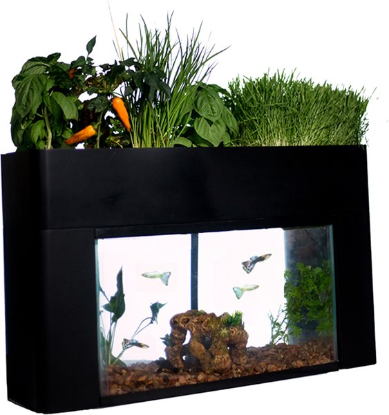 AquaSprouts Garden Self-Sustaining Desktop Aquarium Aquaponics Ecosystem, 10-gal