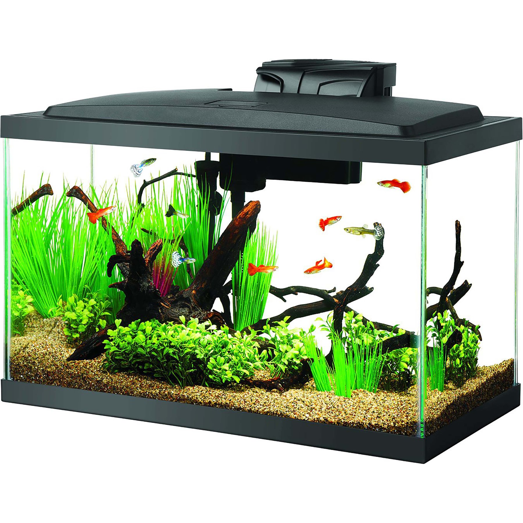 Aquascape 10 Gallon Betta Community Tank Aquascape Goldfish Tank