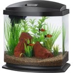 Best Betta Fish Tanks