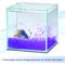 Show in main carousel: Aqueon PURE Betta Beads Aquarium Water Care, 8.8-oz bag, Purple slide 5 of 12