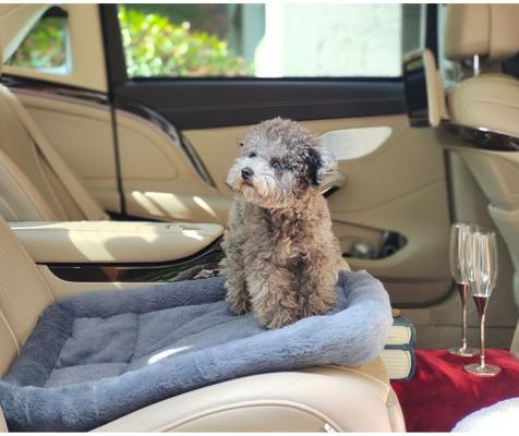 Show full view: Archstone Pets Flat Bolster Rectangular Cat & Dog Crate Bed, Gray, Medium slide 7 of 9