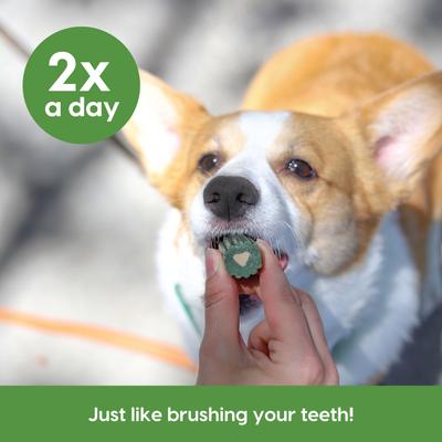 Show full view: Ark Naturals Brushless Toothpaste Medium Dental Dog Treats, 54-oz box slide 8 of 12