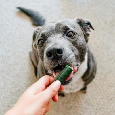 Show full view: Ark Naturals Brushless Toothpaste Medium Dental Dog Treats, 54-oz box slide 9 of 12