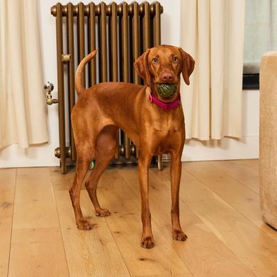 Show full view: Ark Naturals Brushless Toothpaste Play! Mint Adult Dental Dog Treats, 7-oz box, 2 count slide 4 of 4