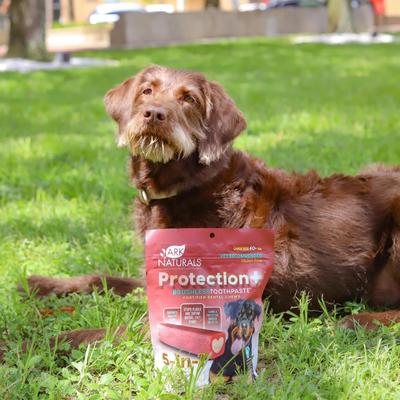 Show full view: Ark Naturals Protection+ Brushless Toothpaste Large Dental Dog Treats, 18-oz bag, count varies slide 6 of 12