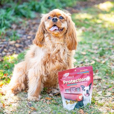Show full view: Ark Naturals Brushless Toothpaste Protection+ Small Dental Dog Treats, 12-oz bag, count varies slide 6 of 12