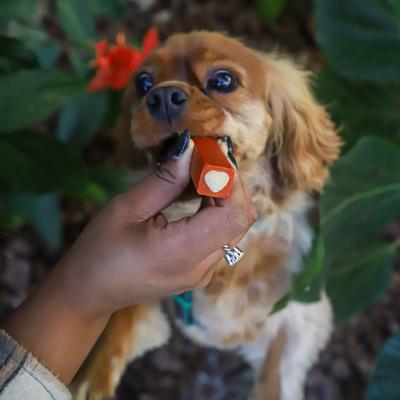 Show full view: Ark Naturals Brushless Toothpaste Protection+ Small Dental Dog Treats, 12-oz bag, count varies slide 9 of 12